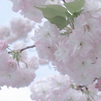 兽设可爱风格设计兽圈社群